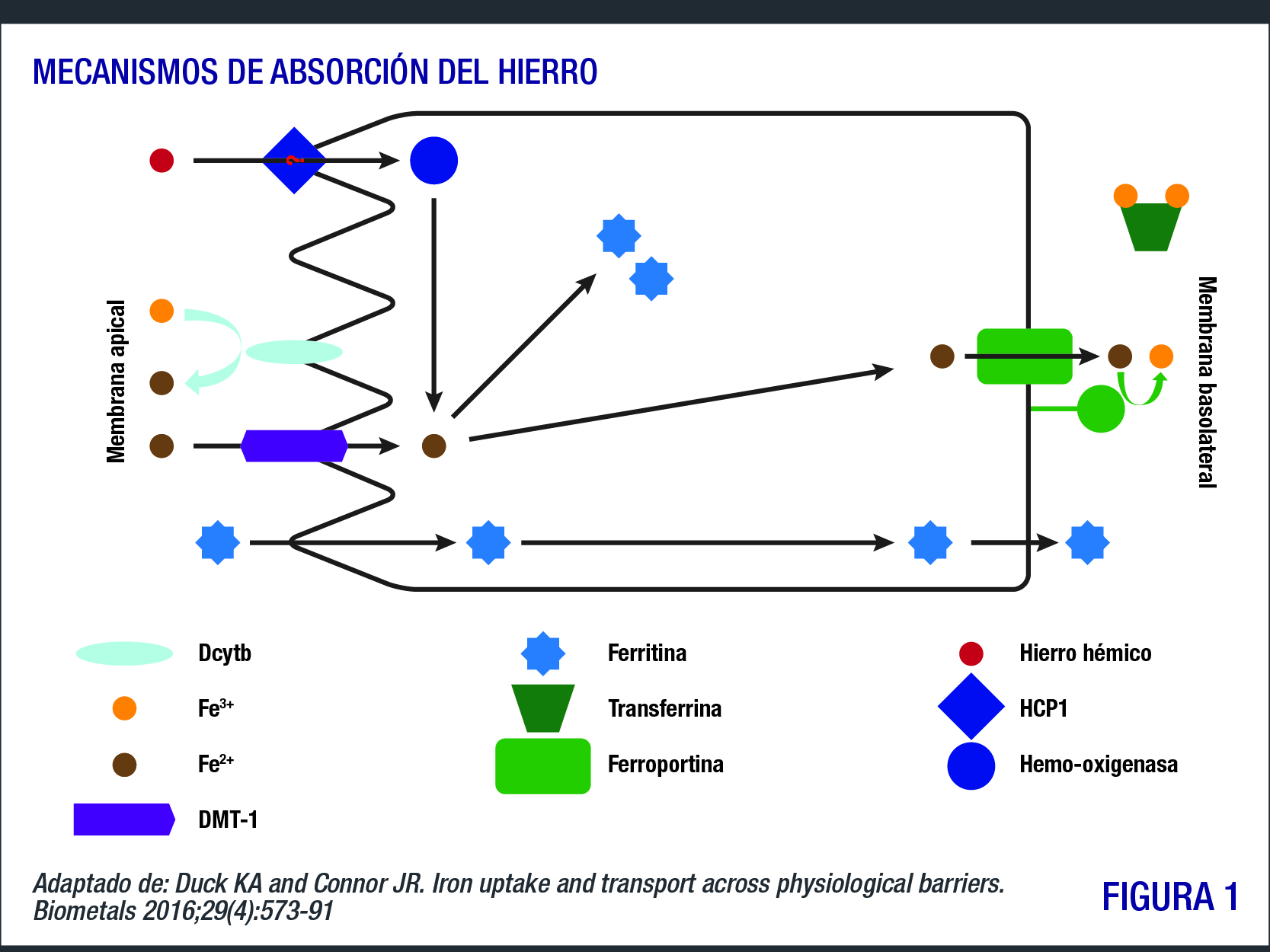 absorcion hierro