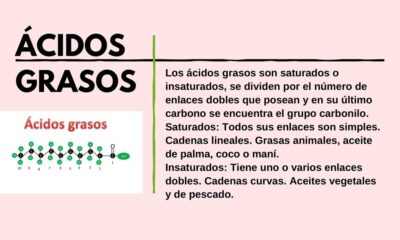 acidos grasos