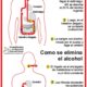 alcohol cuerpo