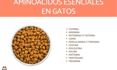 aminoacidos esenciales