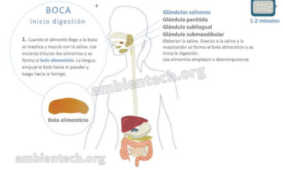 bolo alimenticio