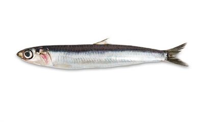 boqueron anchoa