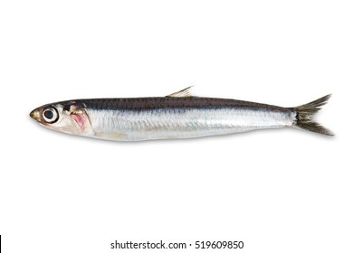 boqueron anchoa