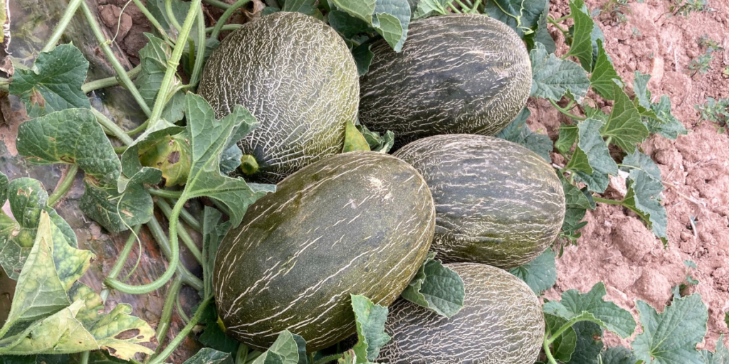 Descubre cuántas calorías aporta el melón