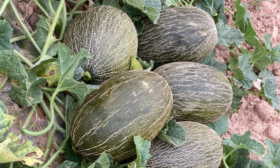 calorias melon