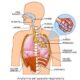 capacidad pulmonar