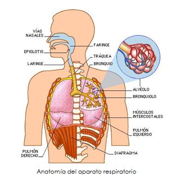 capacidad pulmonar