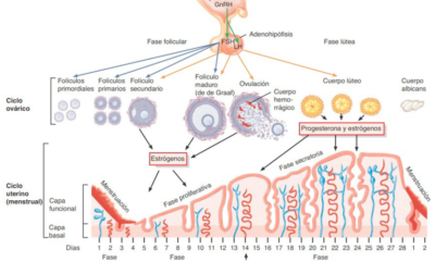 ciclo menstrual