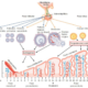 ciclo menstrual