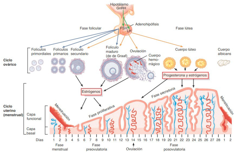 ciclo menstrual