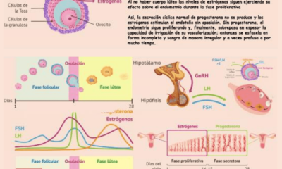 ciclo menstrual