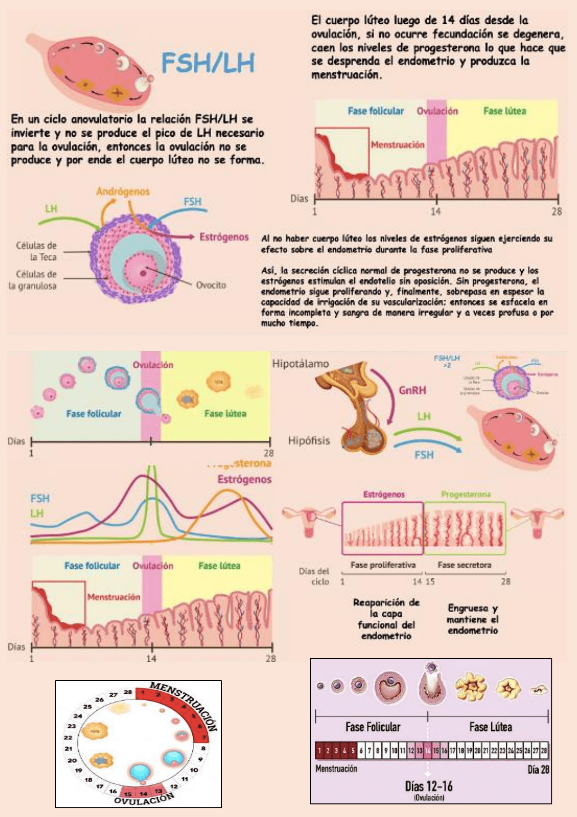 ciclo menstrual