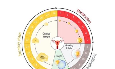 ciclo menstrual