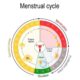 ciclo menstrual