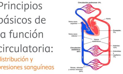 circulacion sanguinea