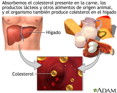 colesterol ldl