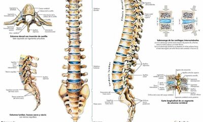 columna dorsal