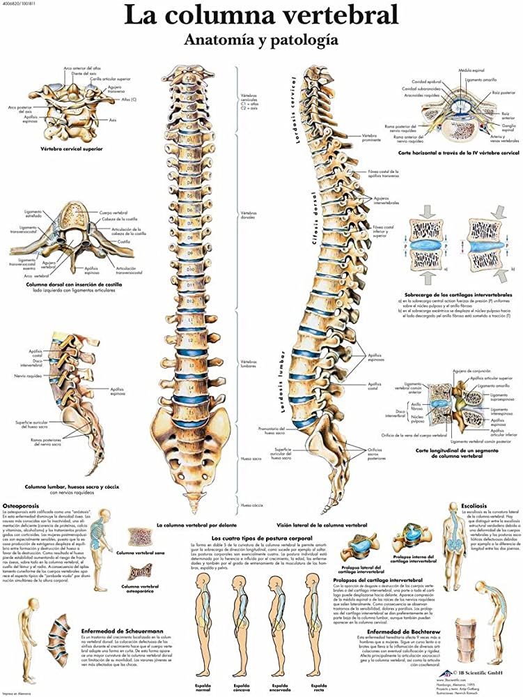 columna dorsal