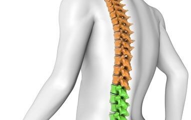 columna vertebral