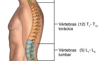 columna vertebral