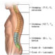 columna vertebral