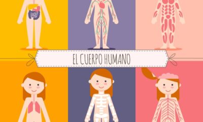 cuerpo humano