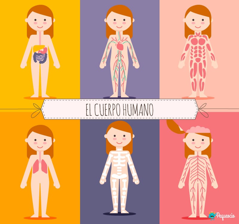 cuerpo humano