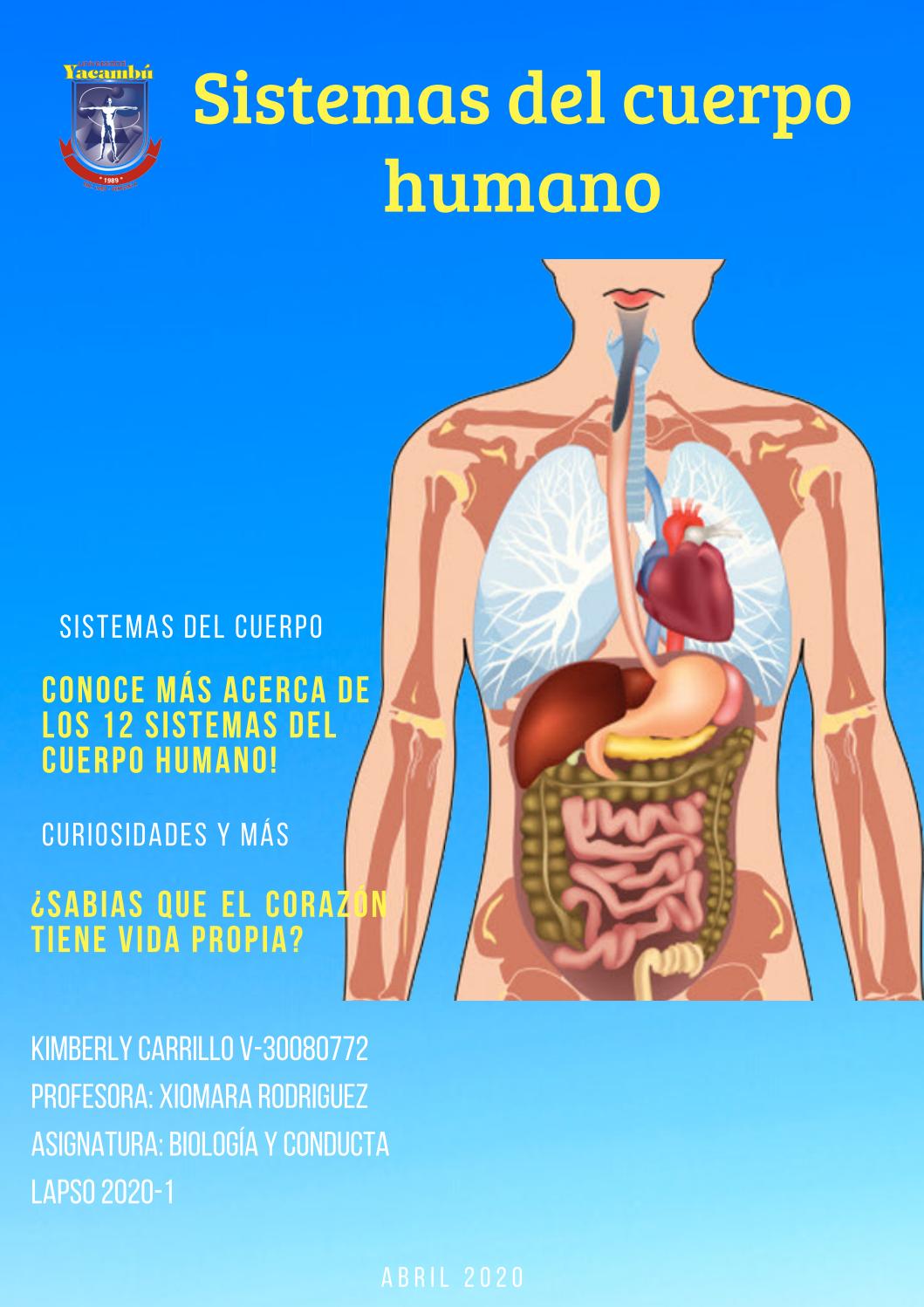 cuerpo humano