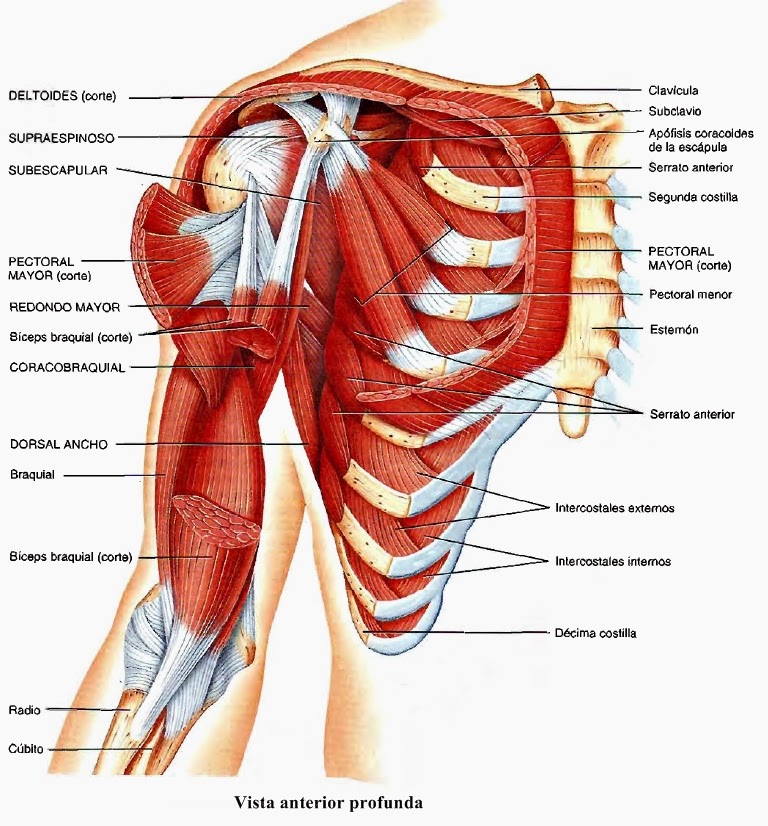 deltoides posterior