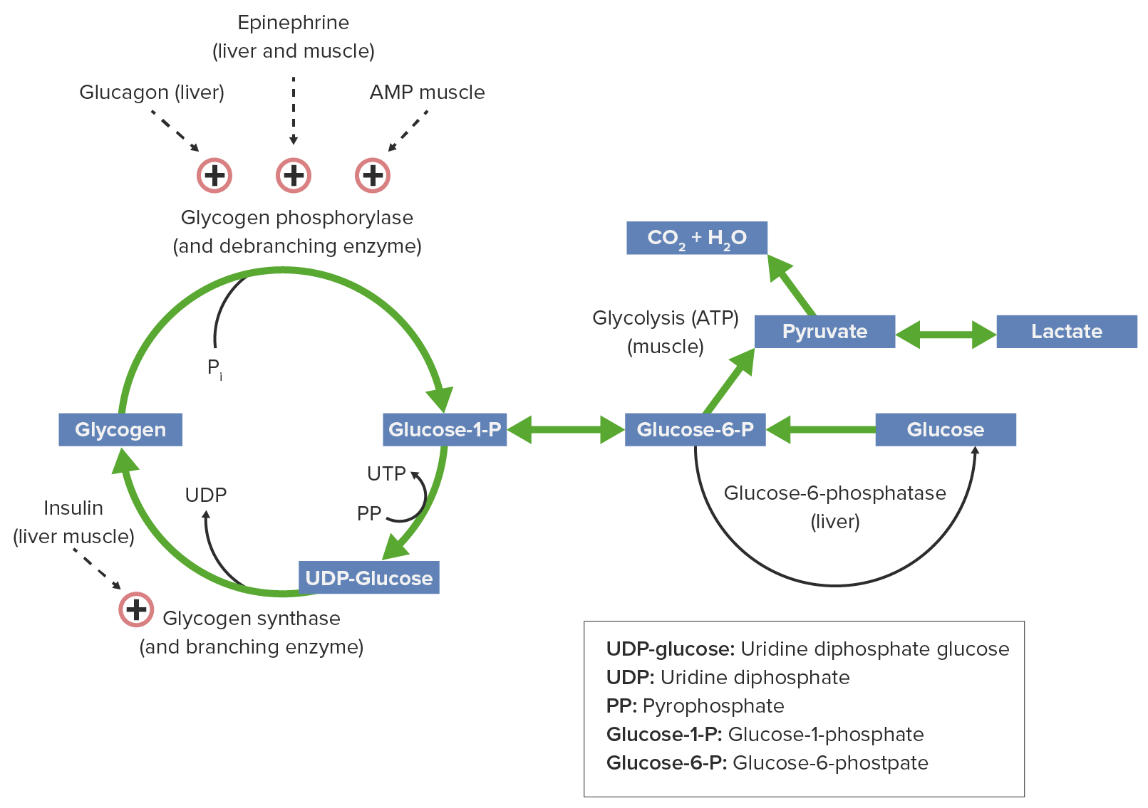 el glucogeno