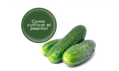 el pepino