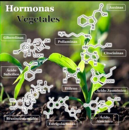 es hormona