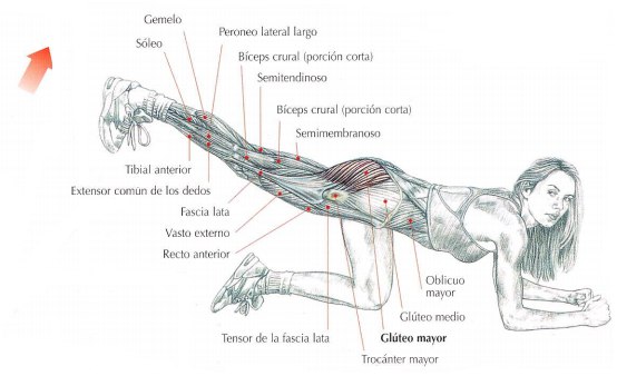 extension cadera