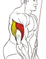 extensiones triceps