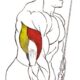 extensiones triceps