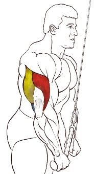 extensiones triceps