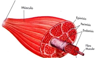 fibra muscular