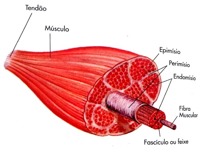 fibra muscular