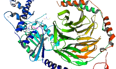 gramos proteina