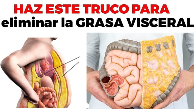 Descubre todo sobre la grasa visceral y cómo afecta tu salud - Es Nutrición