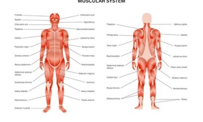 grupos musculares