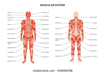 grupos musculares