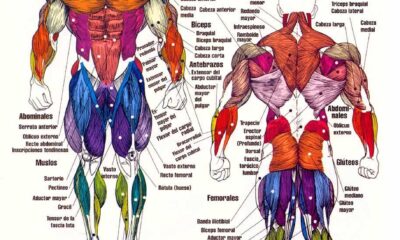 grupos musculares