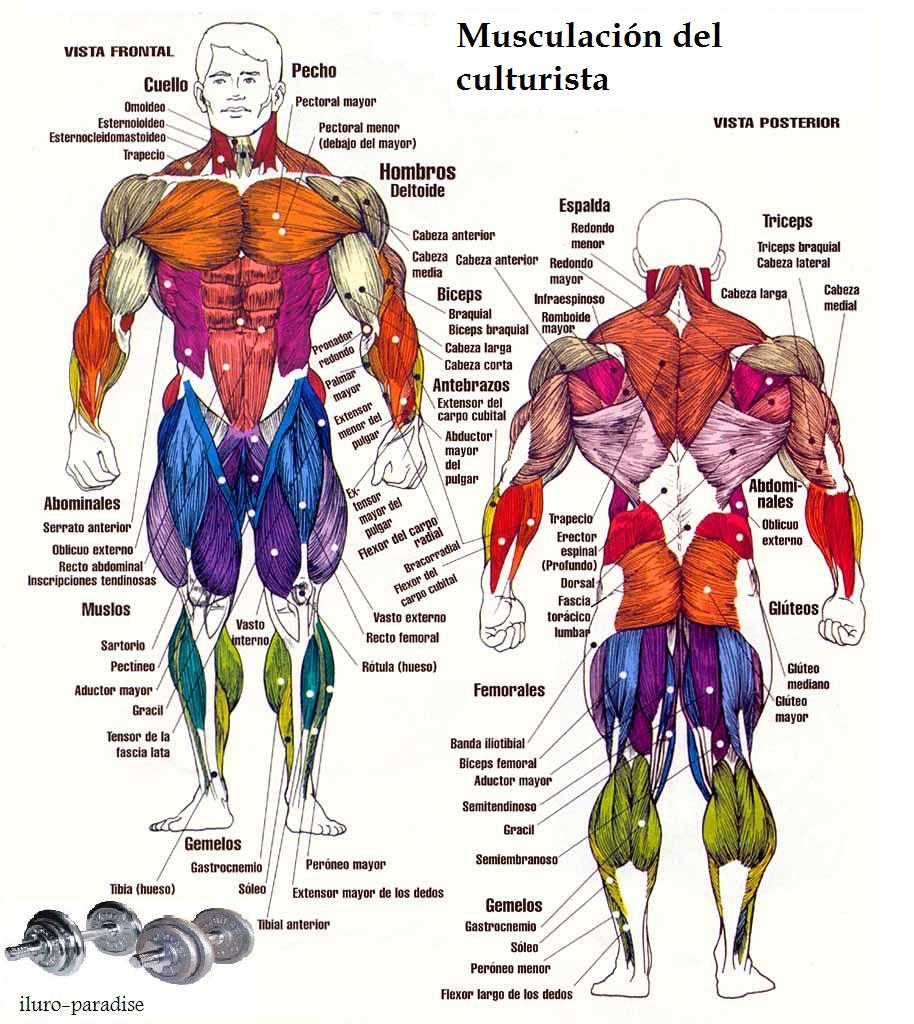 grupos musculares