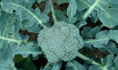 hojas brocoli