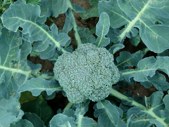 hojas brocoli