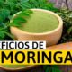 la moringa