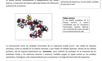 las hormonas