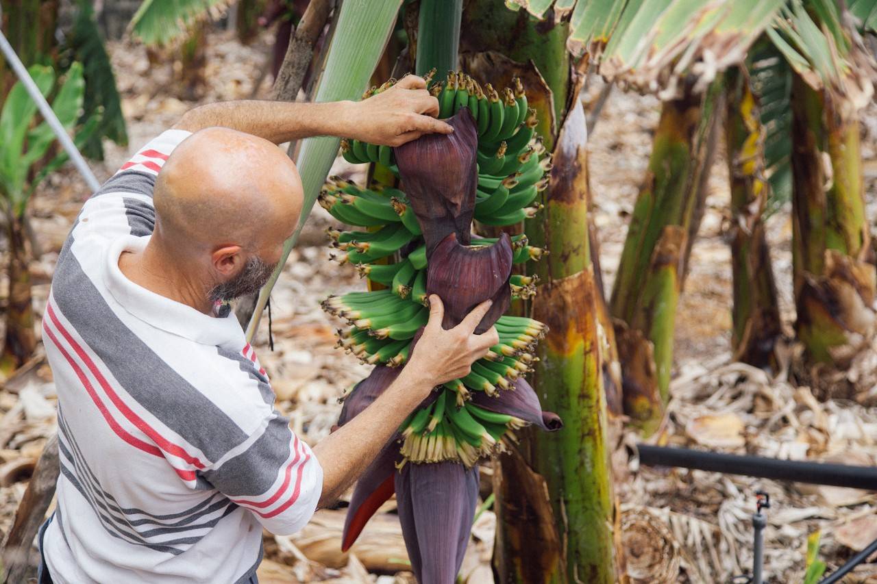 los platanos