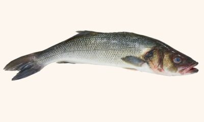 lubina pescado